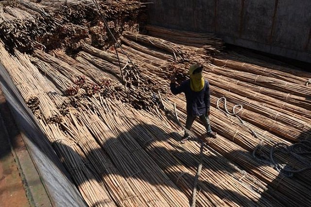 Mengenal Kayu Rotan Material Furniture Terbaik Dari Indonesia